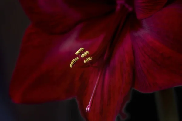 Nahaufnahme roter Amaryllis für die Feiertage — Stockfoto