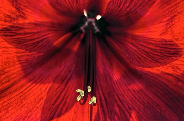 Belle Amaryllis rouge pour les vacances — Photo