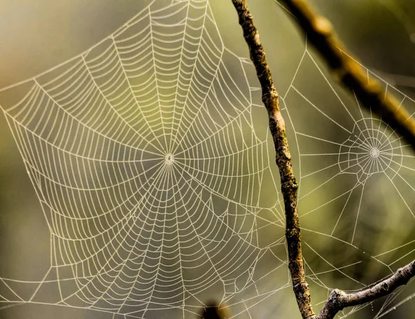 Zwei Spinnennetze nebeneinander — Stockfoto
