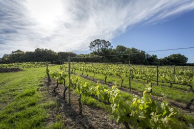 Vinyeard içinde güneşli gün