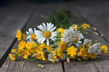 kır çiçeği kokulu güzel papatya