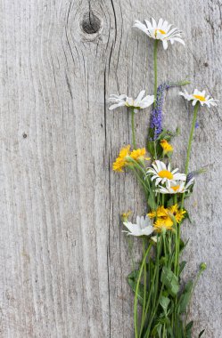 kır çiçeği kokulu papatya