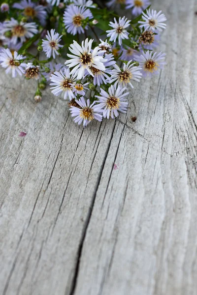 Ramo de aster violeta con tablón de madera — Foto de Stock