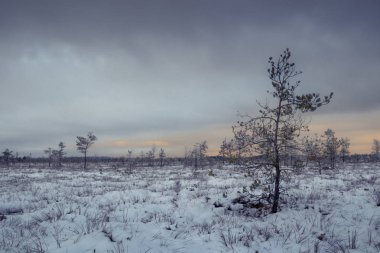 Bataklık kış günü.