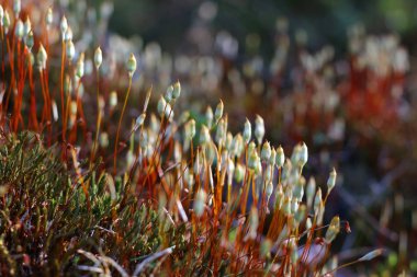 Güzel kırmızı yeşil çiçekler fotoğraf moss
