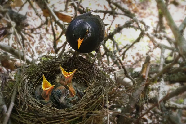 Blackbird pesässä nälkäisten linnunpoikasten kanssa . — kuvapankkivalokuva