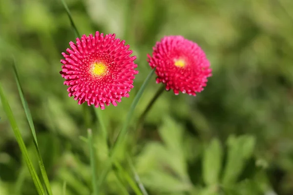 Bellis perenis, λουλούδι την άνοιξη στο Λιβάδι — Φωτογραφία Αρχείου