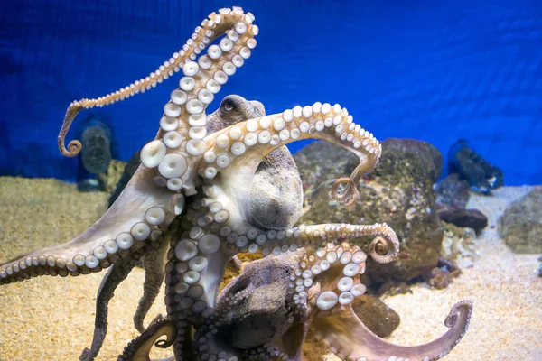 Common octopus in sea water aquarium