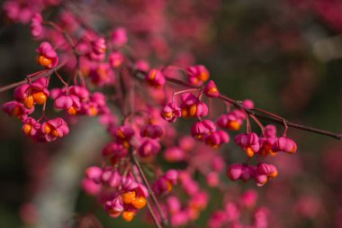 Avrupa Milli, Euonymus europaeus tohumları,