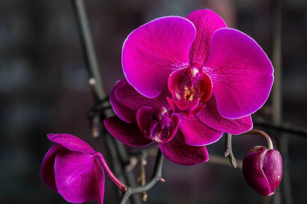 Flor de orquídea em jardim tropical perto. Flor da orquídea de Phalaenopsis . — Fotografia de Stock