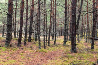 Vahşi manzara orman çam ağaçları ile