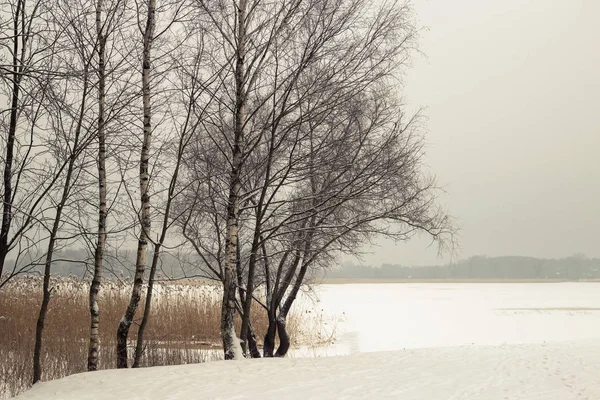 Frosty winter tree illuminated by the rising sun. — Stock Photo, Image