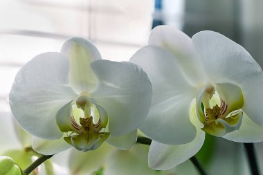 Makro beyaz orkide Phalaenopsis yeşil