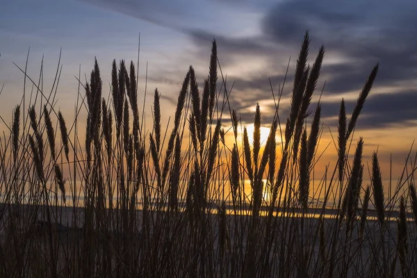 Dunas altas con hierba de dunas y una amplia playa debajo. —  Fotos de Stock