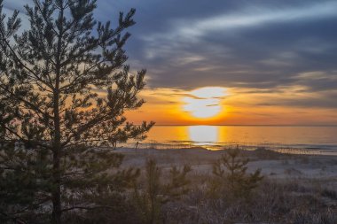 Yeni pine standları ve bir geniş plaj ile uzun boylu tepeleri.