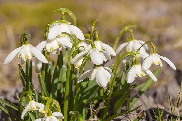 Snowdrop spring flowers. Fresh well complementing the white Snowdrop blossoms.