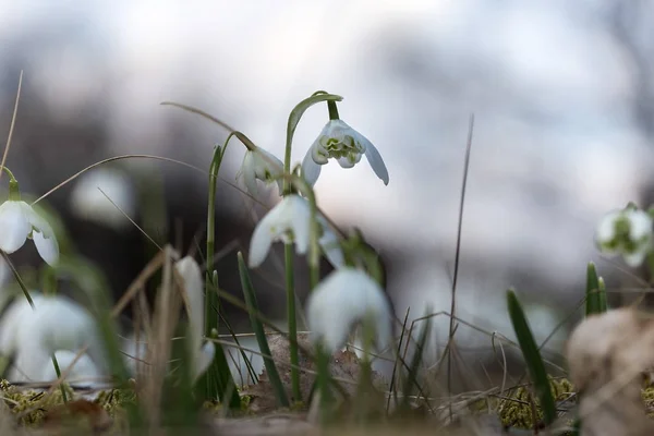 Snowdrop spring flowers. Fresh well complementing the white Snowdrop blossoms.