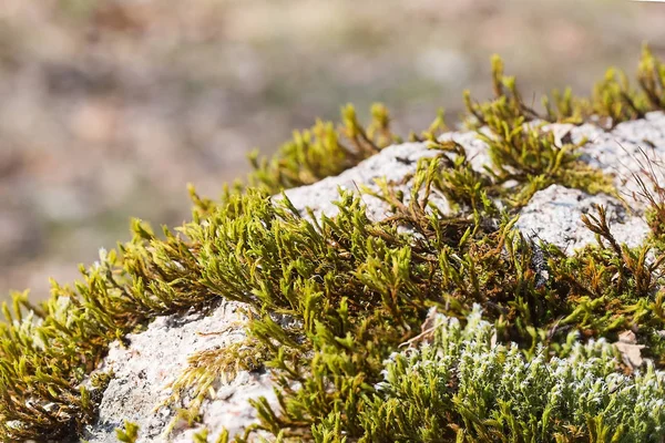Moss, hair cap moss or hair moss on the ground, closeup