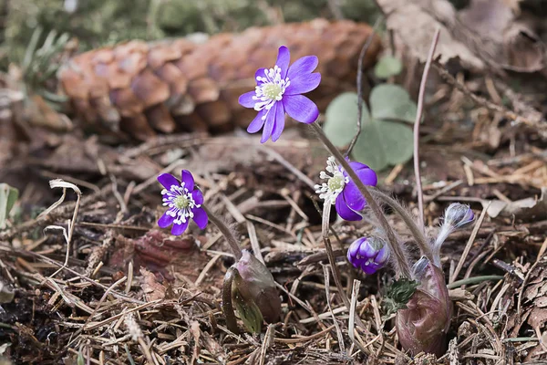 クローズ アップ単一の青い苔または kidneywort の花 — ストック写真