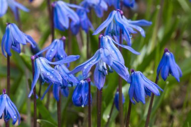 Güzel vahşi mavi bahar çiçekleri
