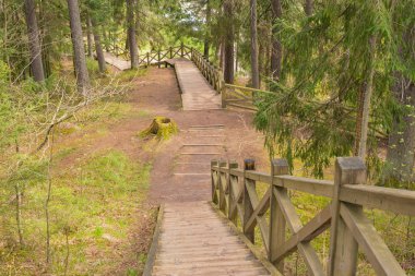 Ağaçlar ile ahşap tahta turist iz