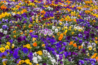 Çok renkli homo çiçek ya da arka plan olarak hercai menekşe