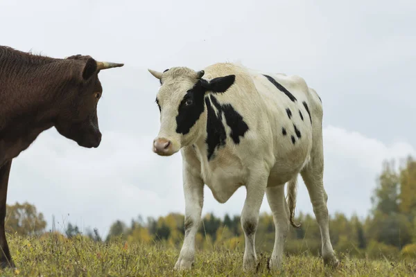 Las vacas blancas y negras se acercan a los colores amarillos del otoño en verde hierba —  Fotos de Stock