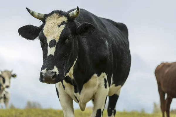 Las vacas blancas y negras se acercan a los colores amarillos del otoño en verde hierba —  Fotos de Stock