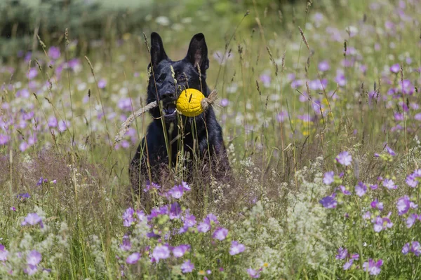 Schwarzer Schäferhund läuft auf einem Feld mit blühender Wiese — Stockfoto