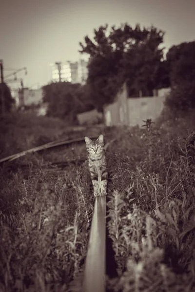 Кошачья улица летом — стоковое фото