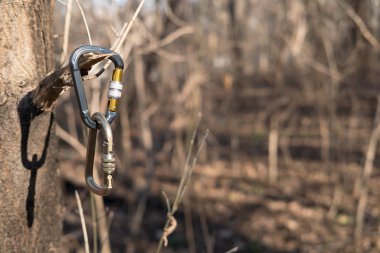 Güneşli bir günde bir Park veya grove bir ağaca tırmanmak için demir ve alüminyum karabinalar dayan