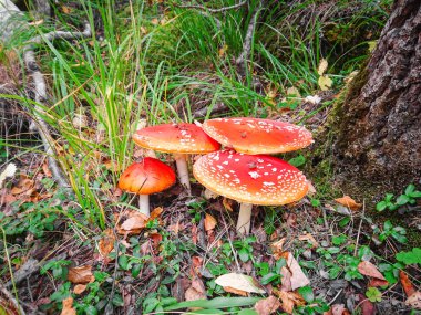 tehdit kırmızı mantar sinek agaric bir ağaç ve yeşil çim yakınındaki ormanda
