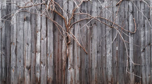 tree sprouted through the wooden fence built from old wood planks abstract texture background