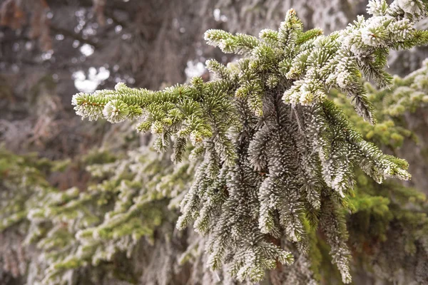 Ramos Abeto Inverno Congelamento Rua Coberto Geada Neve — Fotografia de Stock