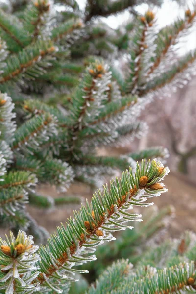 Spruce Grenarna Gatan Frysning Vinter Täckt Frost Eller Snö — Stockfoto