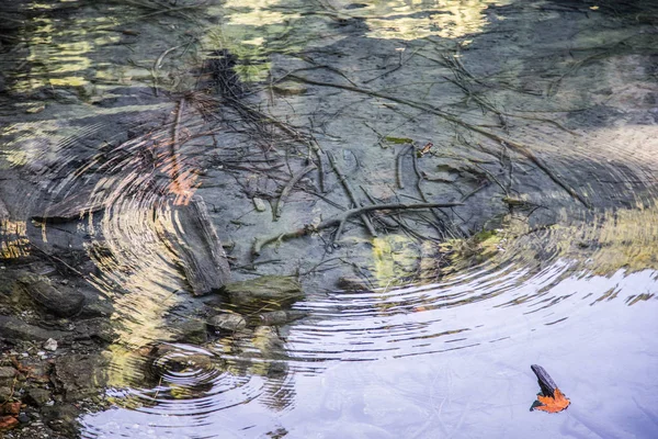 Blätter Und Kreise Auf Der Oberfläche Des Klaren Wassers Sommer — Stockfoto