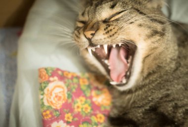 evde tekir Cat esniyor kamera bir battaniye yatıyor