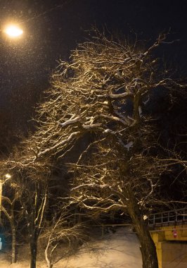 ağaç kış Kar şehirde gece fener ışığında Kuru