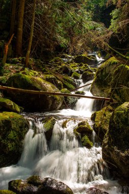 kristal berraklığında su kayalar ve yazın güneşli hava yeşil ağaçların arasında akan dağ nehir akar