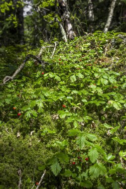 yeşil yosun ormanı ile çevrili ormanda bir kaya üzerinde büyüyen dağ çilek