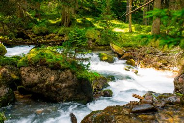 kristal berraklığında su kayalar ve yazın güneşli hava yeşil ağaçların arasında akan dağ nehir akar