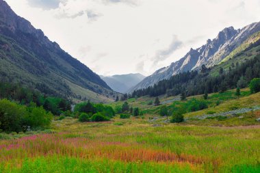 dağ gorge yeşil çim ve çiçek yaz aylarında Dağ doruklarına tarafından çevrili, sabahleyin bir çayır ile