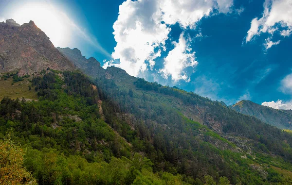 Bosque Montaña Verano Cubierto Árboles Verdes Brillantes Las Montañas —  Fotos de Stock