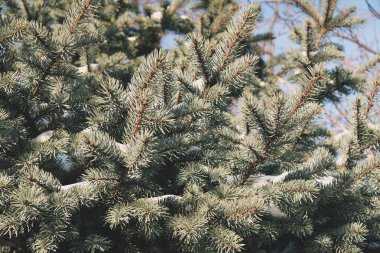 kalın iğne yapraklı çam dalları güneşli bir kış kar kalıntıları ile