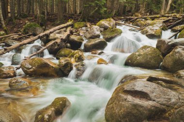 Cascades bir dağ nehir temiz su koşmak-den geçerek erken ilkbaharda iğne yapraklı ağaçları ile çevrili büyük taşlar streams