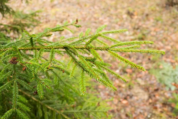 Rami Luminosamente Verdi Albero Natale Con Uno Sfondo Aghi Succosi — Foto Stock