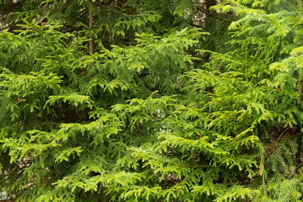 parlak yeşil bir sulu iğneler arka plan ile bir Noel ağacı dalı