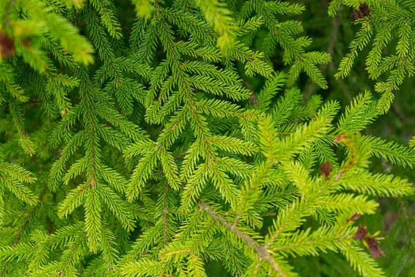 parlak yeşil bir sulu iğneler arka plan ile bir Noel ağacı dalı