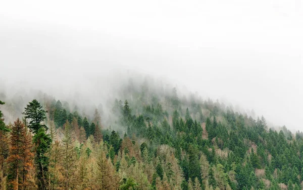 Tűlevelű Zöld Fák Köd Felhők Hegyek Között Fekvő Háttér — Stock Fotó