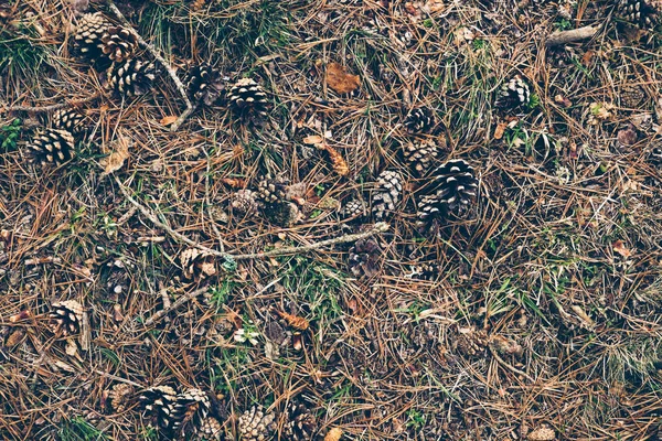 Soil Forest Strewn Dry Coniferous Needles Cones Textural Background — Stock Photo, Image